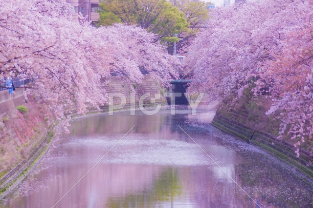 写真のタイトルが入ります