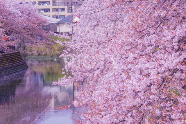 大岡川プロムナードの桜