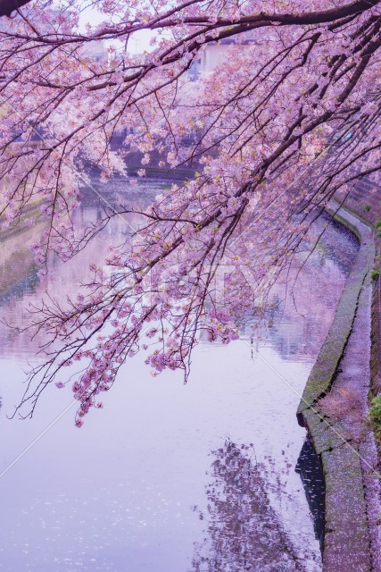 大岡川プロムナードの桜