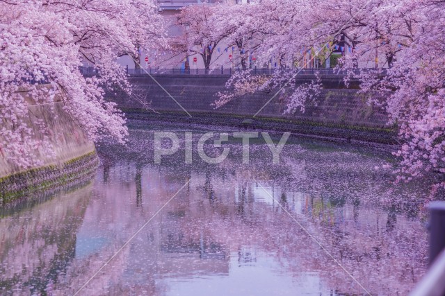 大岡川プロムナードの桜