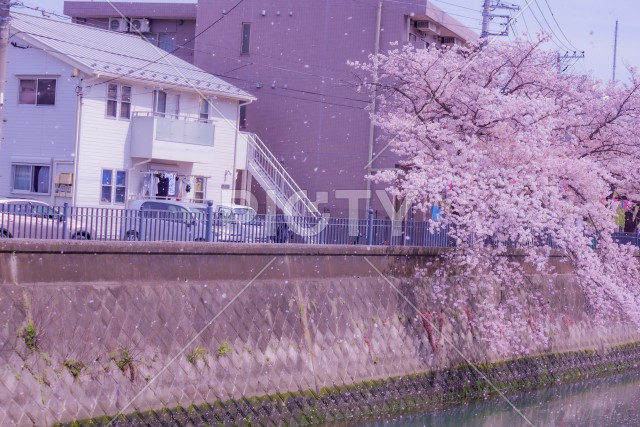 大岡川プロムナードの桜