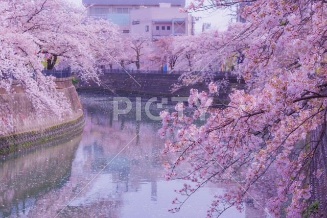 大岡川プロムナードの桜