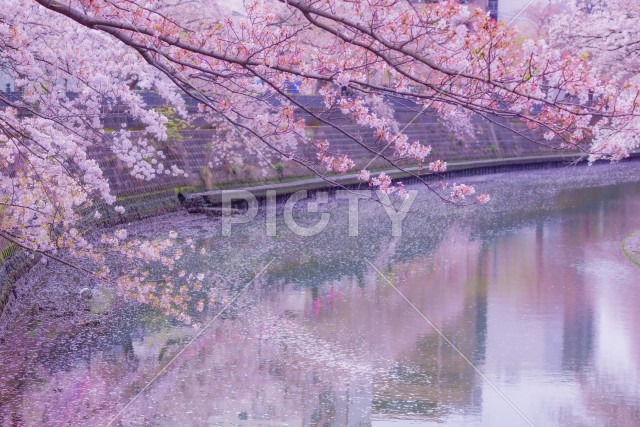 大岡川プロムナードの桜