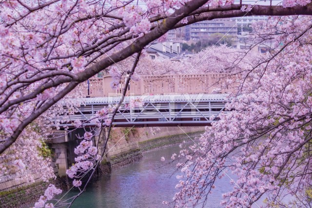 大岡川プロムナードの桜