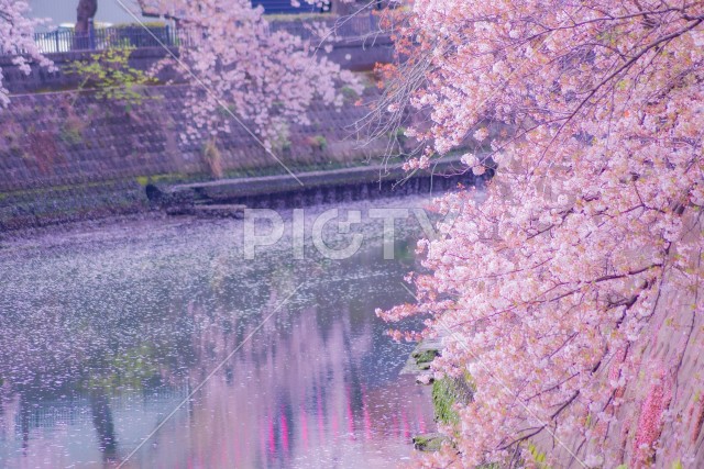 大岡川プロムナードの桜