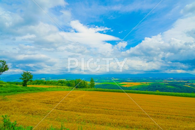 就実の丘からの夏の風景