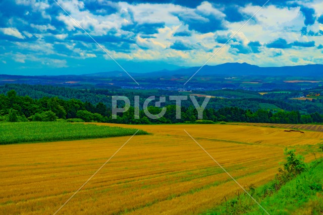 就実の丘からの夏の風景