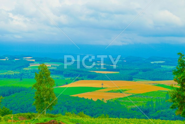 就実の丘からの夏の風景