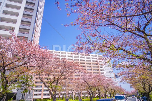 川崎・堀川町線の桜