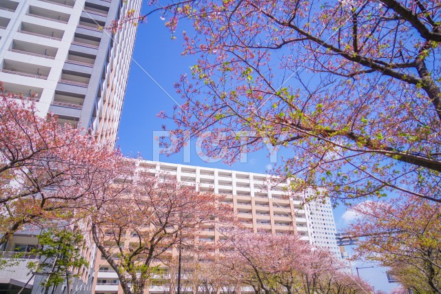 川崎・堀川町線の桜