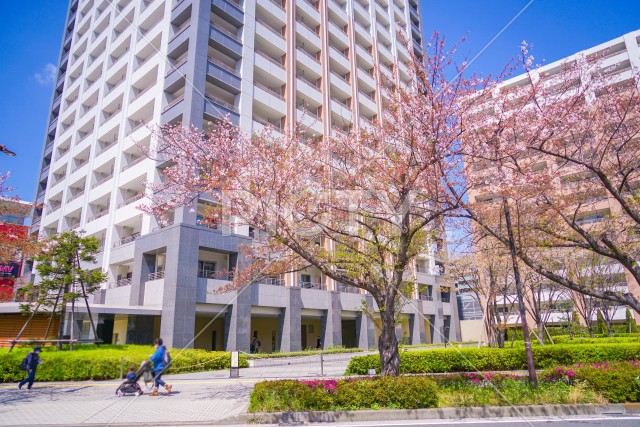 川崎・堀川町線の桜