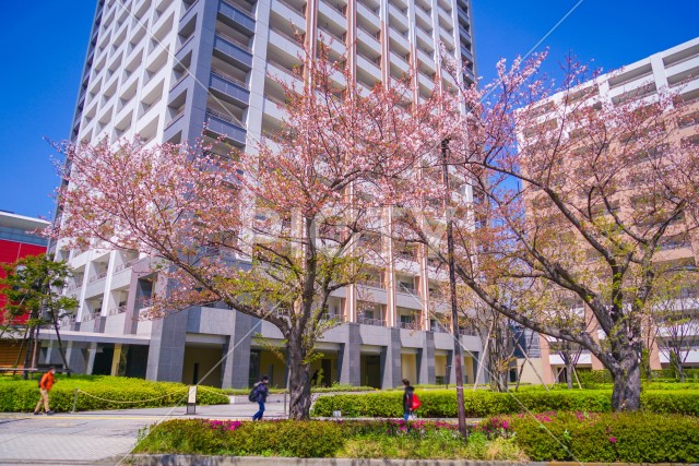 川崎・堀川町線の桜