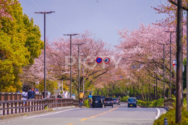 川崎・堀川町線の桜