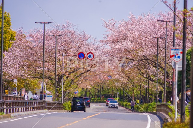 川崎・堀川町線の桜