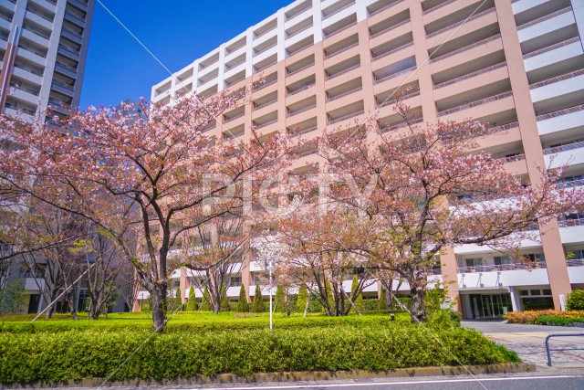 川崎・堀川町線の桜