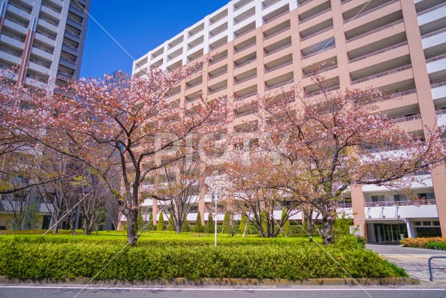 川崎・堀川町線の桜