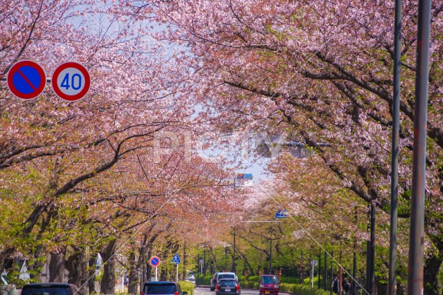 川崎・堀川町線の桜