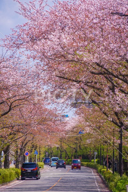 川崎・堀川町線の桜