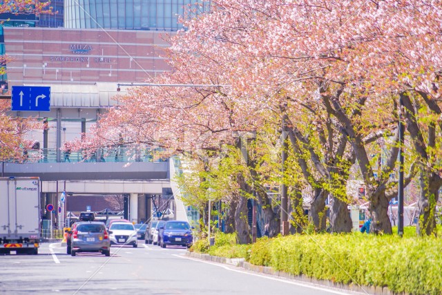 川崎・堀川町線の桜