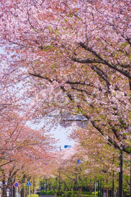 川崎・堀川町線の桜