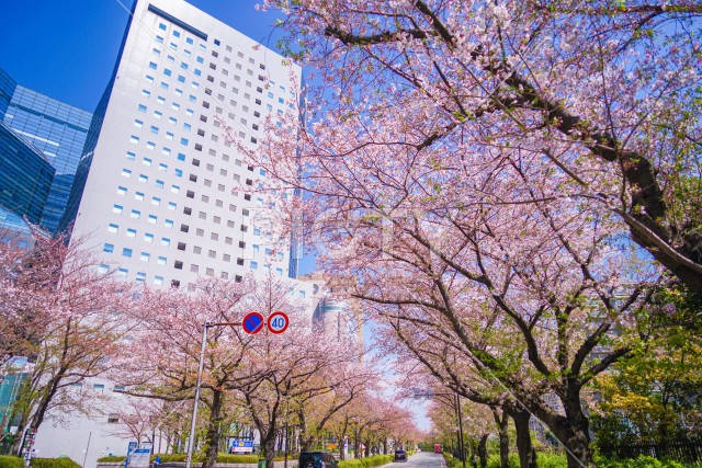 川崎・堀川町線の桜