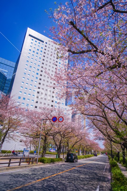 川崎・堀川町線の桜