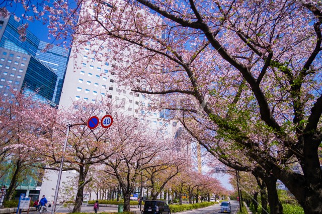 川崎・堀川町線の桜