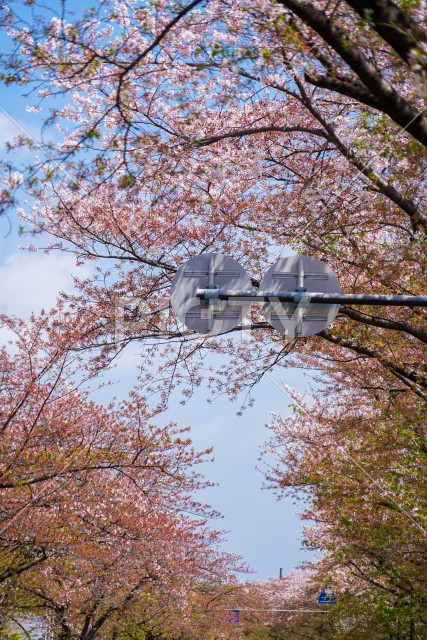 川崎・堀川町線の桜