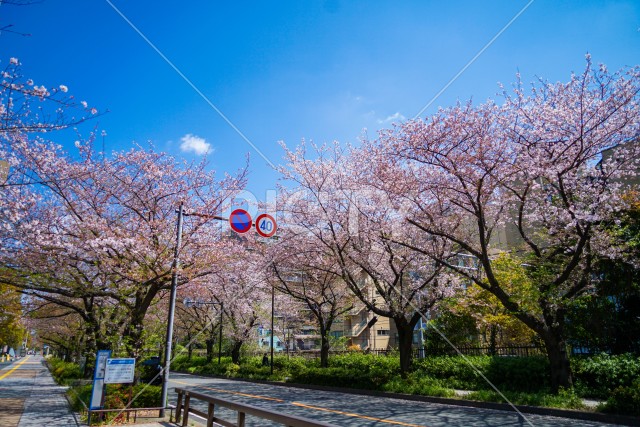 川崎・堀川町線の桜