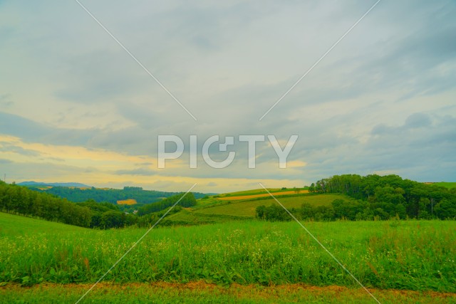 北海道富良野の平原