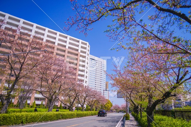 川崎・堀川町線の桜