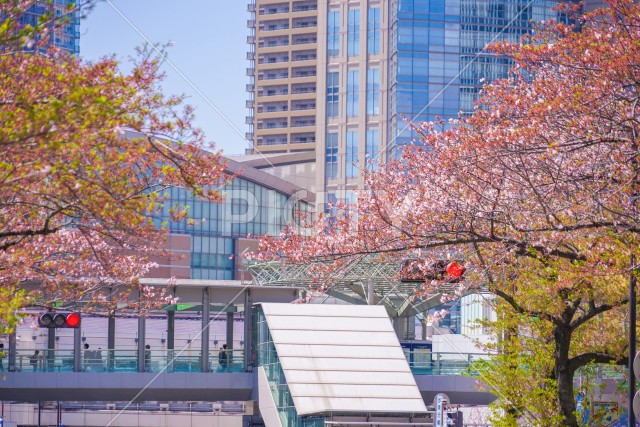 川崎・堀川町線の桜