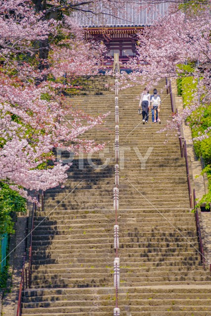 池上本門寺の桜