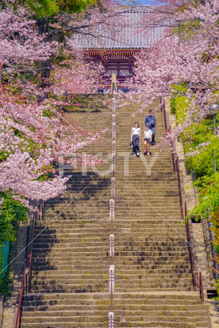 池上本門寺の桜