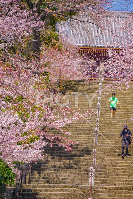 池上本門寺の桜