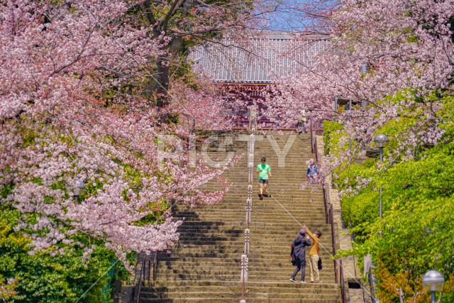 池上本門寺の桜