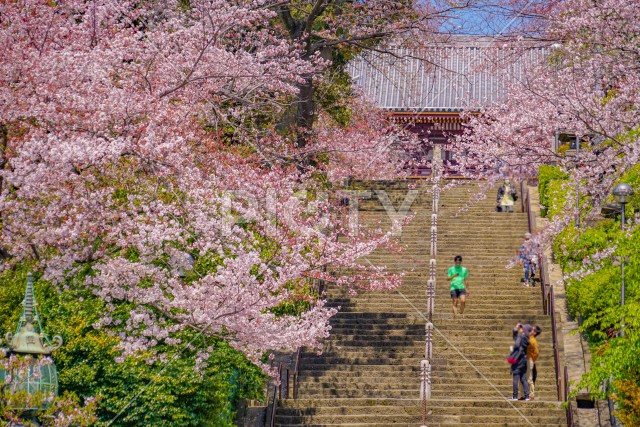 池上本門寺の桜