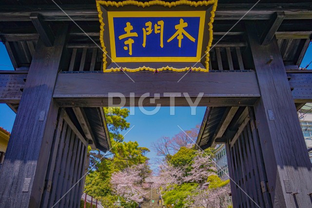 池上本門寺の桜