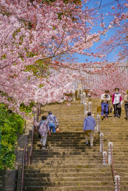 池上本門寺の桜