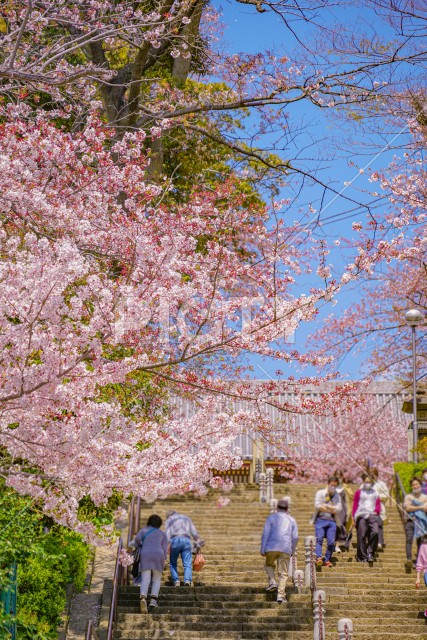 池上本門寺の桜