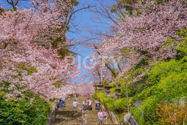 池上本門寺の桜