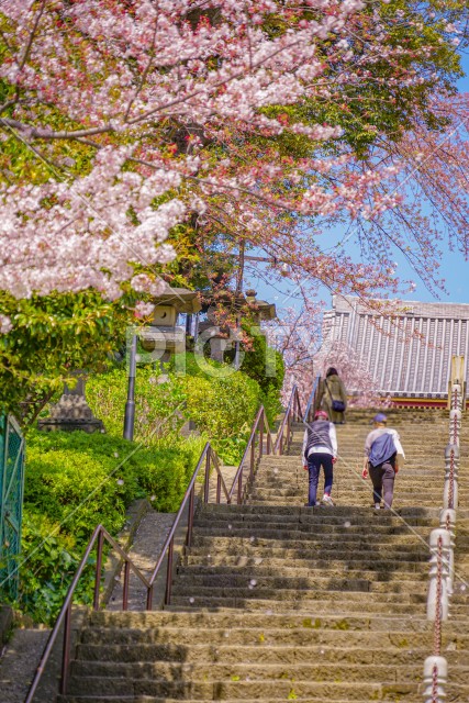 池上本門寺の桜