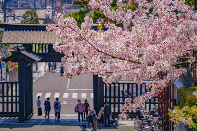 池上本門寺の桜