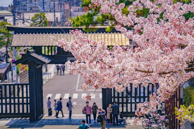 池上本門寺の桜