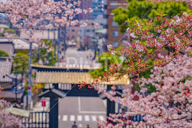 池上本門寺の桜