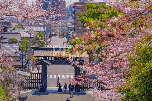 池上本門寺の桜