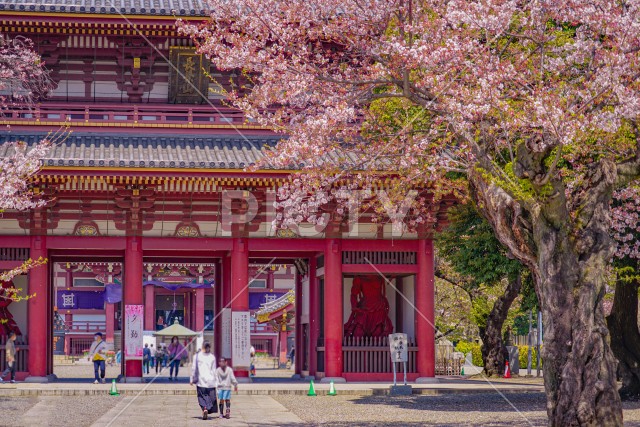 池上本門寺の桜