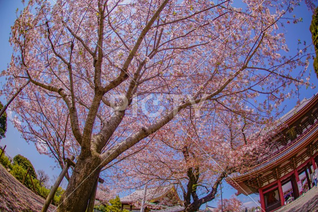 池上本門寺の桜