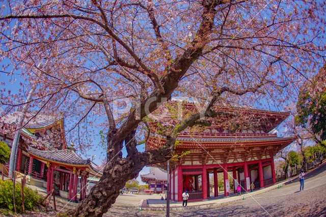 池上本門寺の桜