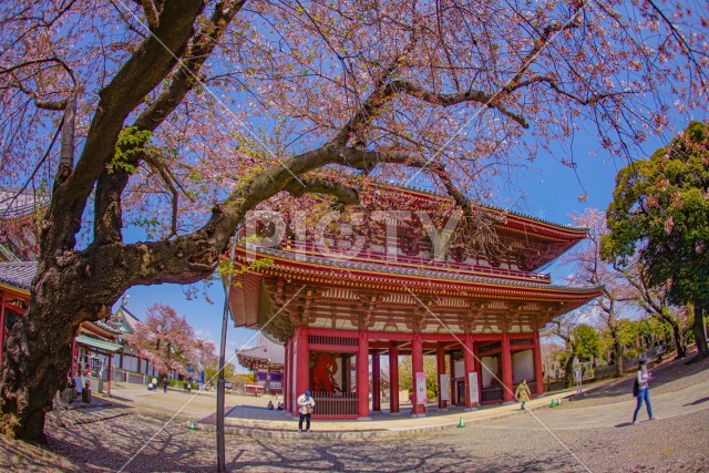 池上本門寺の桜